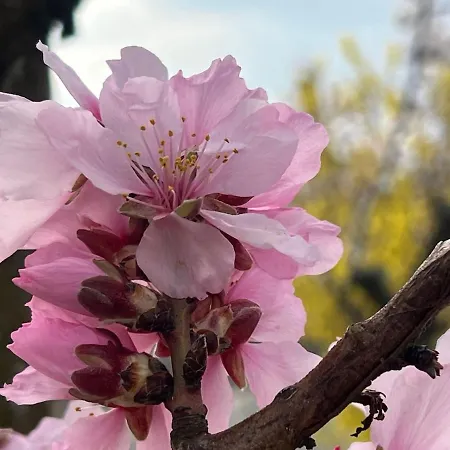 Apartamento Lavendel