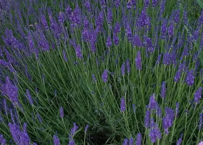 Lavendel Kirchheim an der Weinstrasse