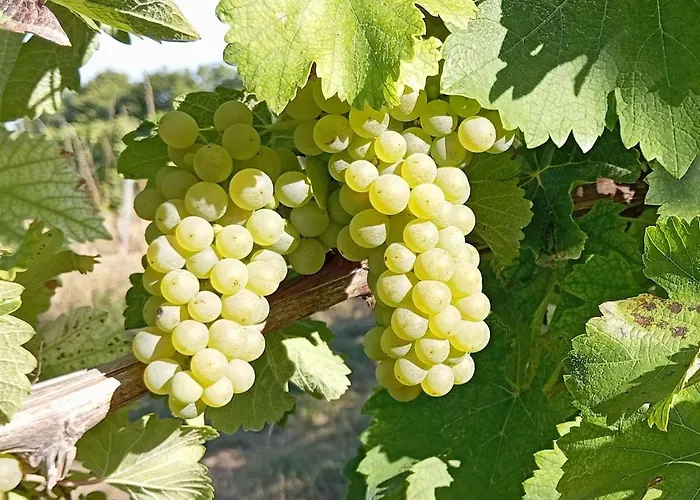 Lavendel Апартаменты