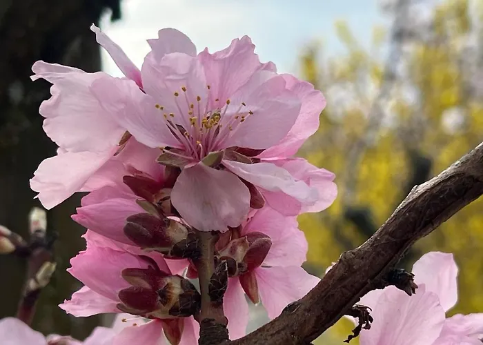 Апартаменты Lavendel